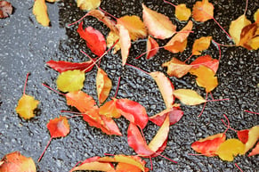 water-asphalt-leaves-road