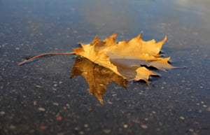 wet_asphalt-leaf