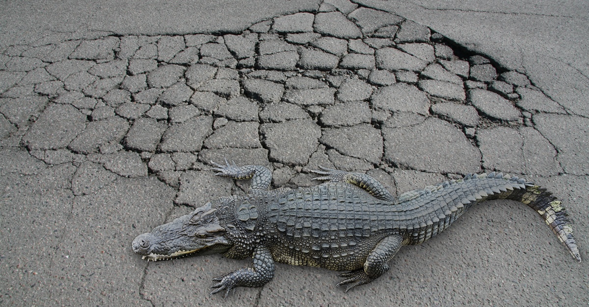 What to Do When You See Alligator Cracking in Asphalt
