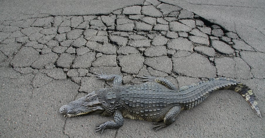 wolf-paving-alligator-cracking-asphalt.jpg