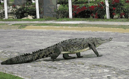 WOLF_blog_alligator-1.jpg
